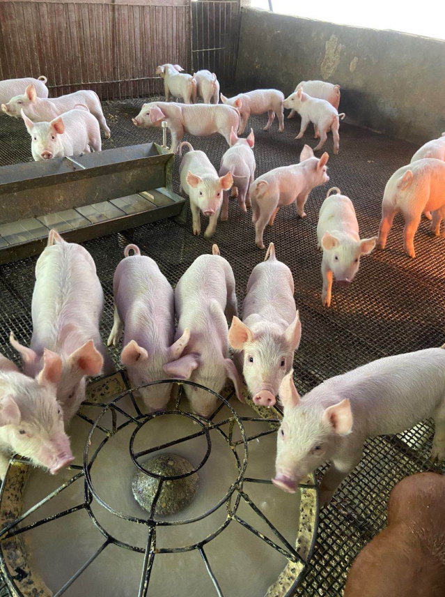 膚冠速紅使用5天效果 膚冠速紅使用5天效果