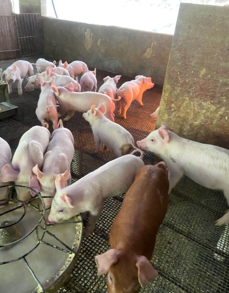 膚冠速紅使用5天效果 膚冠速紅使用5天效果