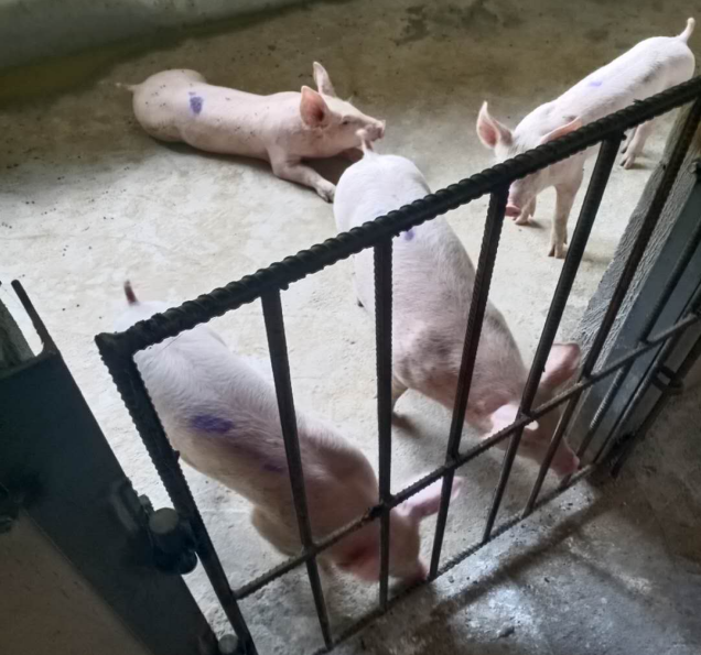 2020年良鳳江第一次仔豬試驗(yàn) 2020年良鳳江第一次仔豬試驗(yàn)