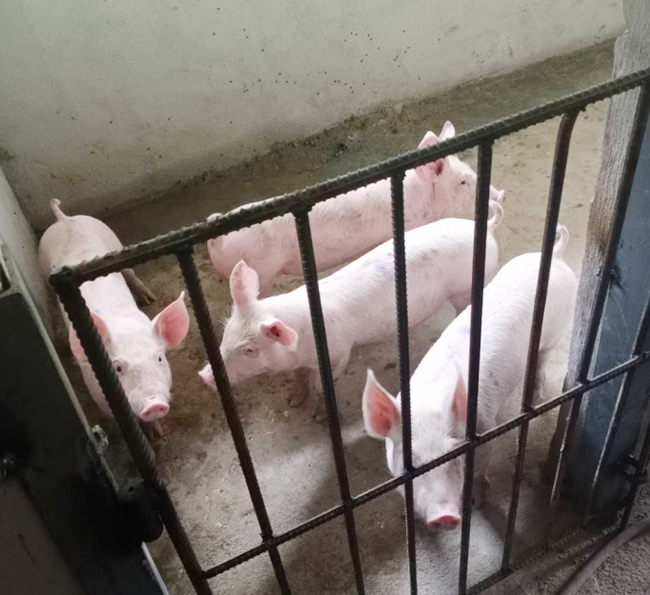 2020年良鳳江第一次仔豬試驗(yàn) 2020年良鳳江第一次仔豬試驗(yàn)