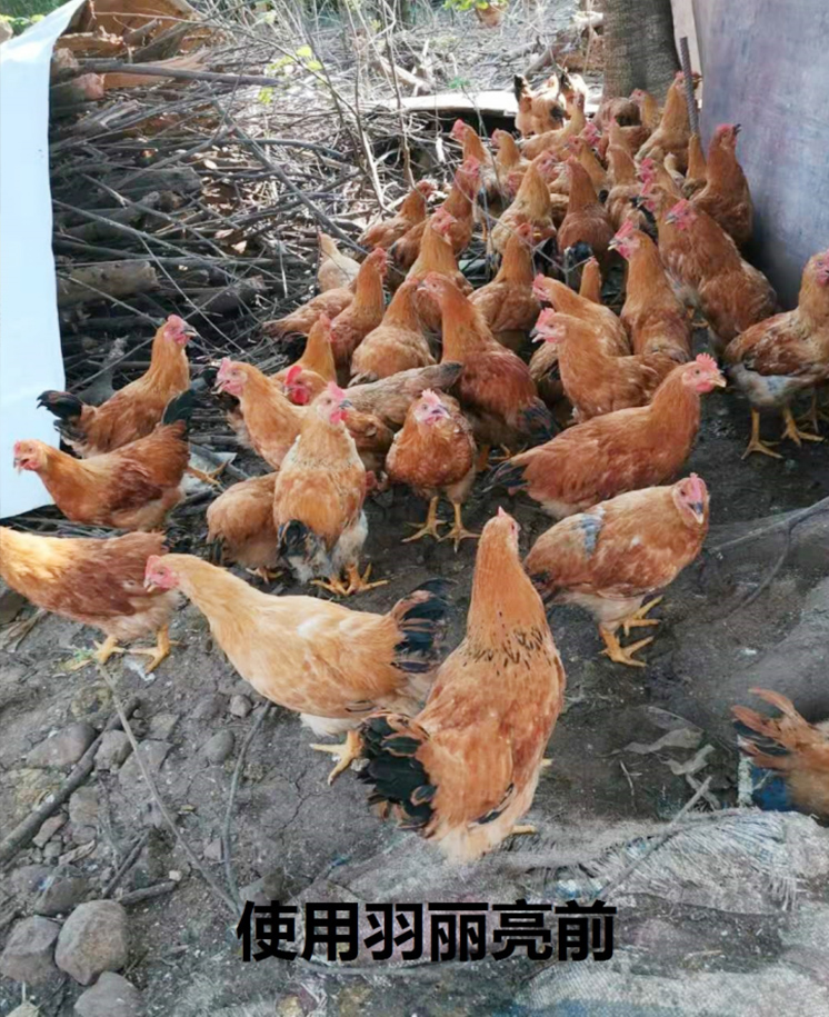 羽麗亮試驗(yàn)效果圖