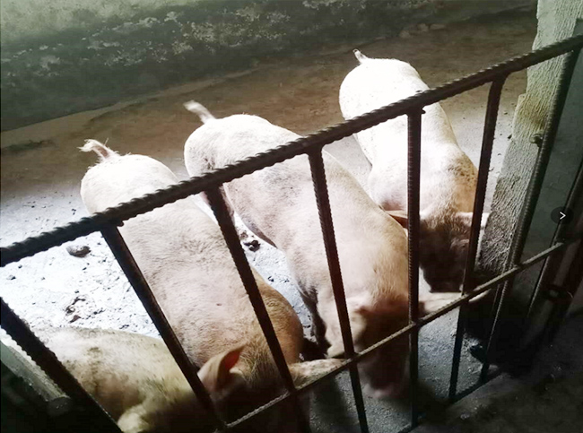 2020年良鳳江第一次仔豬試驗(yàn) 2020年良鳳江第一次仔豬試驗(yàn)