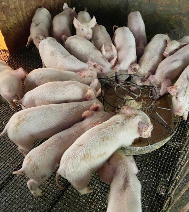 膚冠速紅試驗(yàn)效果圖 膚冠速紅試驗(yàn)效果圖