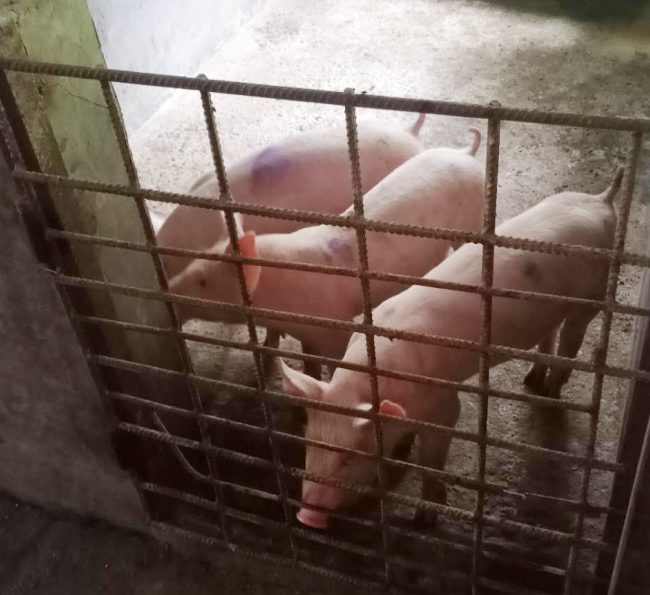 2020年良鳳江第一次仔豬試驗(yàn) 2020年良鳳江第一次仔豬試驗(yàn)