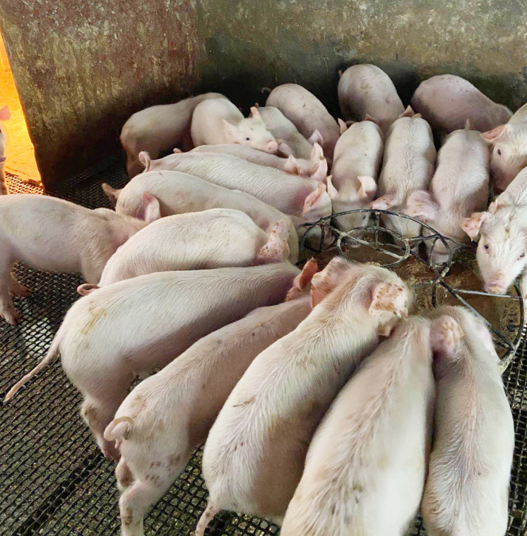 膚冠速紅試驗(yàn)效果圖 膚冠速紅試驗(yàn)效果圖