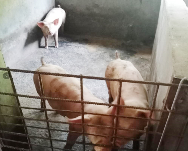 2020年良鳳江第一次仔豬試驗(yàn) 2020年良鳳江第一次仔豬試驗(yàn)