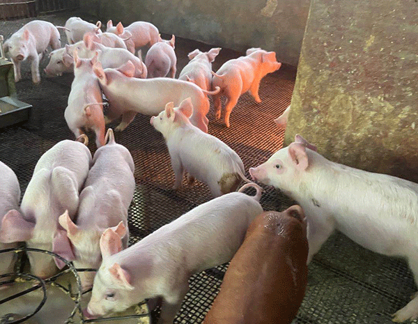 使用冠膚速紅5天效果2