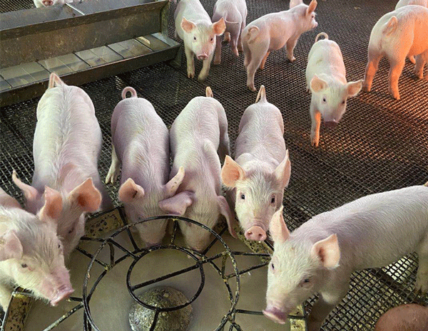 使用冠膚速紅5天效果