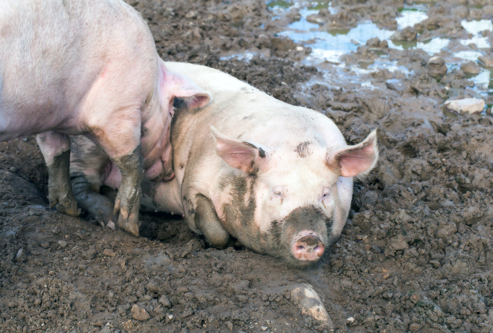 什么飼料添加劑可以使豬肉顏色加深 什么飼料添加劑可以使豬肉顏色加深