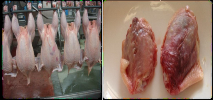 肉雞禽樂樂對雞翅的影響 肉雞禽樂樂對雞翅的影響