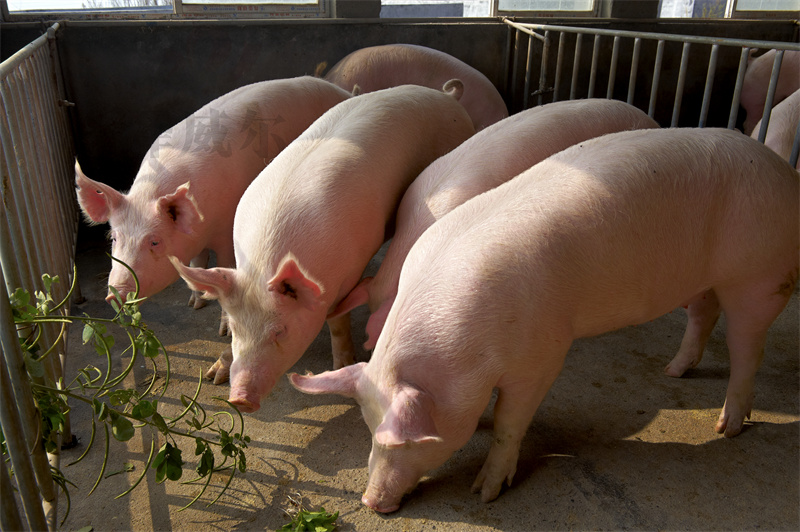 飼料微量元素添加劑 飼料微量元素添加劑