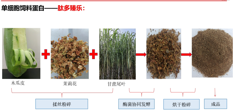 單細(xì)胞飼料蛋白-肽多臻樂(lè)生成過(guò)程